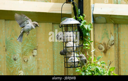 Brighton, UK. 12. Juni 2017. Eine Herde von Haussperlinge Fütterung aus einem Vogelhäuschen in Brighton heute in hellen und luftigen Wetter. Haussperlinge wurden in stetigen Rückgang im gesamten Vereinigten Königreich in den letzten Jahren aus vielen Gründen ist die Erhöhung der Nachstellung durch Hauskatzen Credit: Simon Dack/Alamy Live News Stockfoto