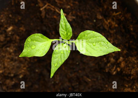 Junge Chili-Pfeffer, frisch gewässert, Haus ökologischer Pflanzenbau Stockfoto