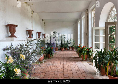 Die Orangerie des Powis Castle Gardens, Welshpool, Wales, UK. Diese 17c Barockgarten ist berühmt für seine riesigen alten Formschnitt Eibe Bäume und Hecken Stockfoto