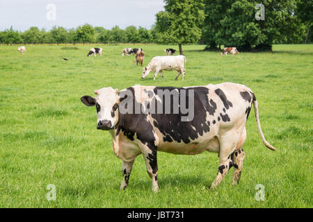 Norman schwarz / weiß Kühe weiden auf grüner Wiese mit Bäumen an einem sonnigen Tag in der Normandie, Frankreich. Sommer-Landschaft und pastu Stockfoto
