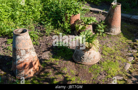 Traditionelle Terrakottaböden Rhabarber forcers in einer alten Küche Garten, verwendet der frühen Wachstum zu fördern und blanchierte Stiele Stockfoto