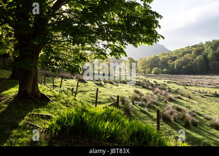 Frühen Morgenlicht in der Nähe von Buttermere Stockfoto