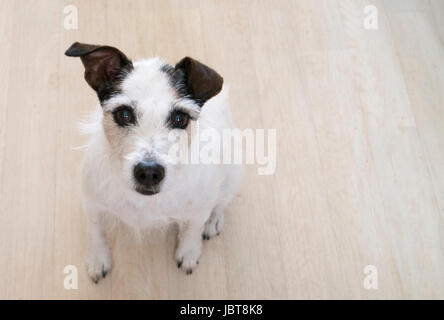 Parson Jack Russell Terrier Stockfoto