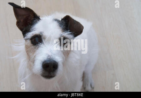 Parson Jack Russell Terrier Stockfoto