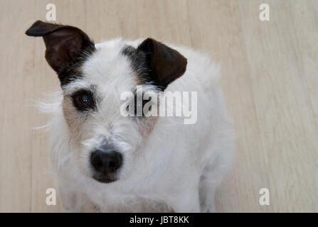 Parson Jack Russell Terrier Stockfoto