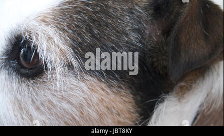 Parson Jack Russell Terrier Stockfoto