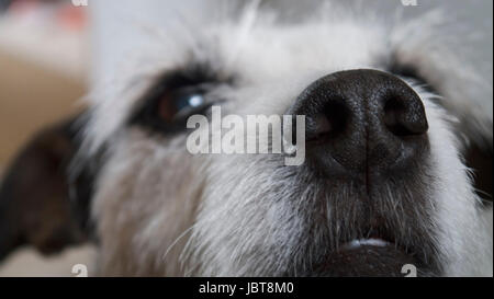 Parson Jack Russell Terrier Stockfoto