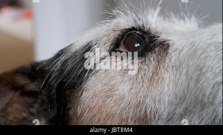 Parson Jack Russell Terrier Stockfoto