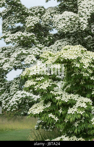 Cornus Kousa "John Slocock". Hartriegel Baum in Blüte Stockfoto