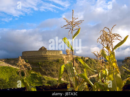 Maisfeld in der Nähe der Ruinen der Inkafestung Ingapirca, Ecuador. Ingapirca (Kichwa: Inkapirka, "Inca Mauer"), Stadt in der Provinz Cañar, Ecuador und den Namen des eine Inka archäologische Stätte etwas außerhalb der Stadt, es ist die größte bekannte Inka Ruinen in Ecuador. Das wichtigste Gebäude ist der Tempel der Sonne, ein elliptisch geformte Gebäude rund um einen großen Felsen gebaut. Das Gebäude ist in der Inka Weg ohne Mörtel errichtet. Stockfoto