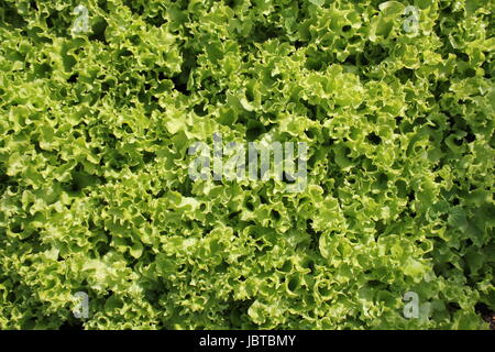 Frische grüne lockige Salat Salat Hintergrund. Ansicht von oben Stockfoto