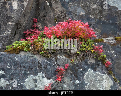 Schwedischer Hartriegel Im Fels, Cornus Suecica / schwedischen Hartriegel auf Felsen, Cornus Suecica Stockfoto