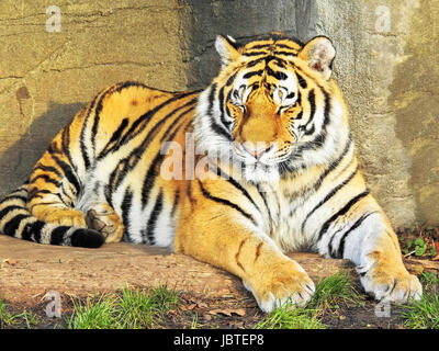 Sibirischer Tiger, Panthera Tigris Altaica / Amur-Tiger, Panthera Tigris Altaica Stockfoto