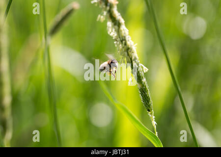 Fliegende Biene sammelt Nektar aus blühenden Rasen. Horizontale extreme Makro erschossen Morgen Licht mit flachen Tiefe Tiefe Stockfoto