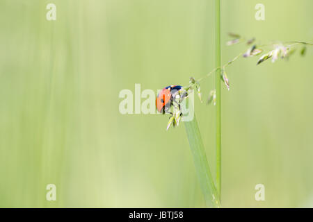 Sieben-Punkt-Marienkäfer (Coccinella Septempunctata) auf Rasen Blatt extreme Makro. Niedrige Horizontalwinkel Ansicht Stockfoto