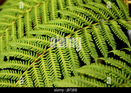 Schöne Nahaufnahme von Cyathea Australis (grobe Baumfarn) Blatt Stockfoto