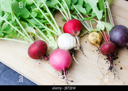 Frische Radieschen ausgegraben aus einem Garten Gemüsegarten, East Sussex, Großbritannien Stockfoto