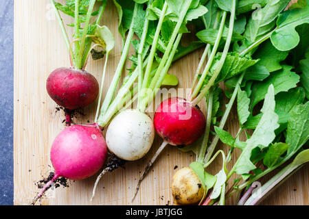 Frische Radieschen ausgegraben aus einem Garten Gemüsegarten, East Sussex, Großbritannien Stockfoto