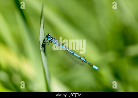 Azure, südliche Damselfly auf grüne Klinge Rasen Stockfoto