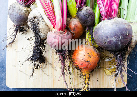 Frische rote Beete ausgegraben aus einem Garten Gemüsegarten, East Sussex, Großbritannien Stockfoto