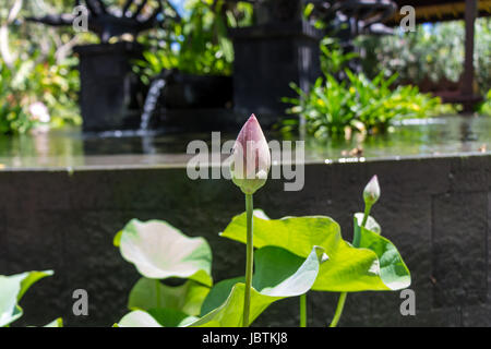 Schöne Seerosenblüte Wasserlilie in Einem Gitarrenpoet als Nahaufnahme Stockfoto