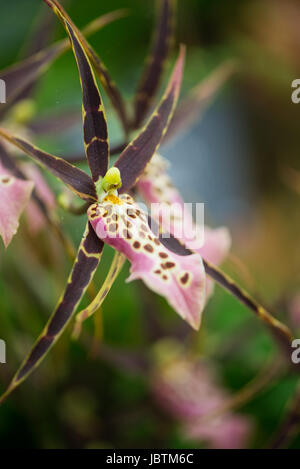 Orchid Bratonia Miltassia Sam "Tolkien" Makro Nahaufnahme Blume rosa braune Flecken Stockfoto