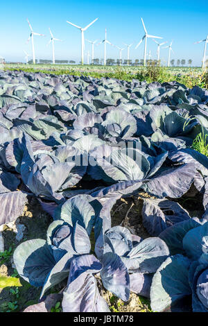 Kohl-Ernte in Ditmarsh, Schleswig Holstein, die Bundesrepublik Deutschland,, Kohlernte in Dithmarschen, Bundesrepublik Deutschland, Stockfoto