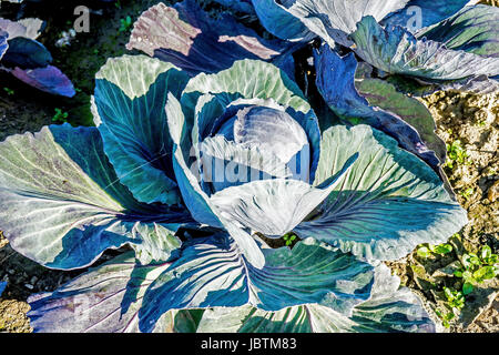 Kohl-Ernte in Ditmarsh, Schleswig Holstein, die Bundesrepublik Deutschland,, Kohlernte in Dithmarschen, Bundesrepublik Deutschland, Stockfoto