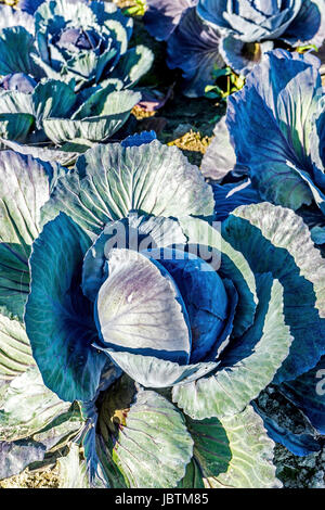 Kohl-Ernte in Ditmarsh, Schleswig Holstein, die Bundesrepublik Deutschland,, Kohlernte in Dithmarschen, Bundesrepublik Deutschland, Stockfoto