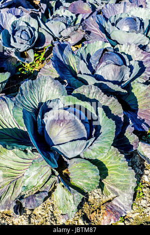 Kohl-Ernte in Ditmarsh, Schleswig Holstein, die Bundesrepublik Deutschland,, Kohlernte in Dithmarschen, Bundesrepublik Deutschland, Stockfoto