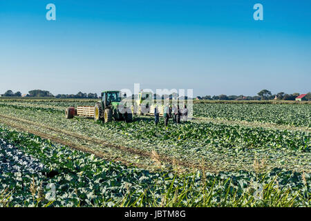 Kohl-Ernte in Ditmarsh, Schleswig Holstein, die Bundesrepublik Deutschland,, Kohlernte in Dithmarschen, Bundesrepublik Deutschland, Stockfoto