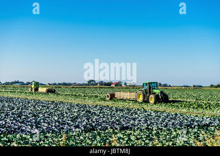 Kohl-Ernte in Ditmarsh, Schleswig Holstein, die Bundesrepublik Deutschland,, Kohlernte in Dithmarschen, Bundesrepublik Deutschland, Stockfoto