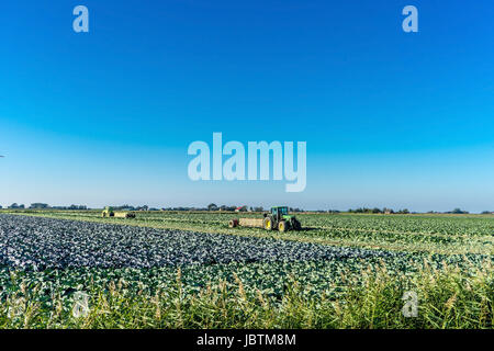 Kohl-Ernte in Ditmarsh, Schleswig Holstein, die Bundesrepublik Deutschland,, Kohlernte in Dithmarschen, Bundesrepublik Deutschland, Stockfoto