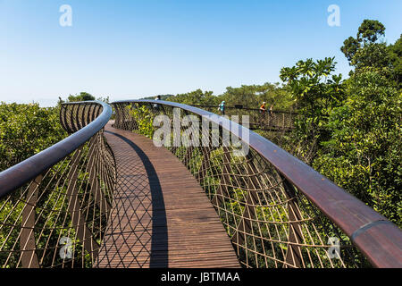 Holzsteg über Bäume im Botanischen Garten von Kirstenbosch, Kapstadt Stockfoto