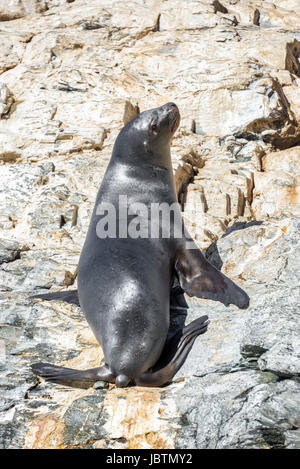 Nassen Seelöwen kriecht aus dem Wasser in der Nähe von Damas-Insel in Chile Stockfoto