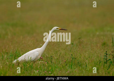 Silberreiher - Casmerodius Albus - Silberreiher, Silberreiher - Casmerodius Albus - Silberreiher Stockfoto