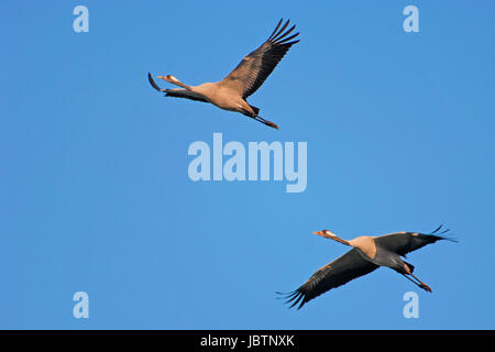 Kran - schlaff Slack - Kran, Kranich - Grus Grus - Kran Stockfoto