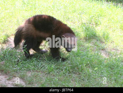 North American / eurasischen Vielfraß (Gulo Gulo). Stockfoto