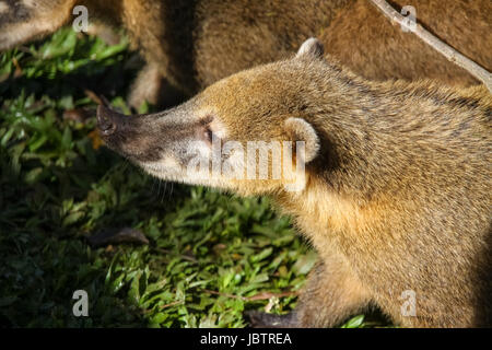 Nahaufnahme von einem Nasenbär, Pantanal, Brazi Stockfoto