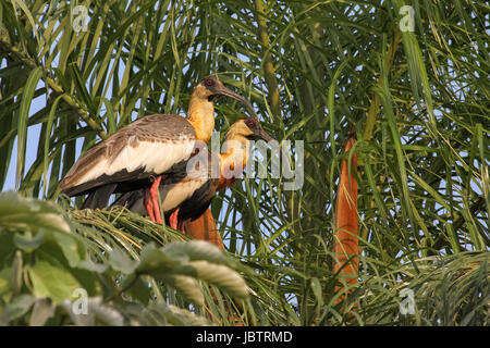 Paar von Buff necked Ibis in einem Bambus, Pantanal, Brasilien Stockfoto