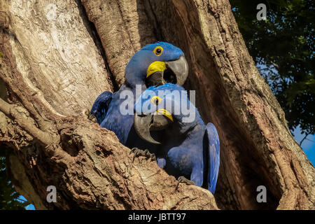 Porträt von Hyazinth-Aras zusammen eingebettet in eine Baumhöhle, Pantanal, Brasilien Stockfoto