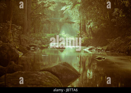 Abstrakte Foto von tiefen Wald in Whangarei, Northland, Nordinsel, Neuseeland. Stockfoto