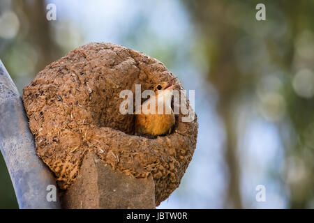 Rufous Hornero in seinem Ton Nest, Pantanal, Brasilien Stockfoto