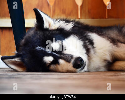 Süße Siberian Husky schlafen auf einem Balkon (Terenten, Südtirol, Italien) Stockfoto