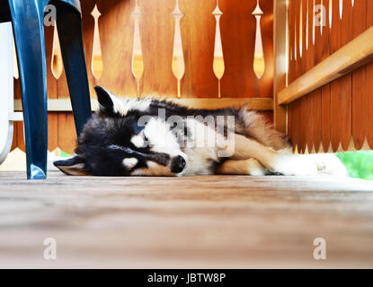 Süße Siberian Husky schlafen auf einem Balkon (Terenten, Südtirol, Italien) Stockfoto