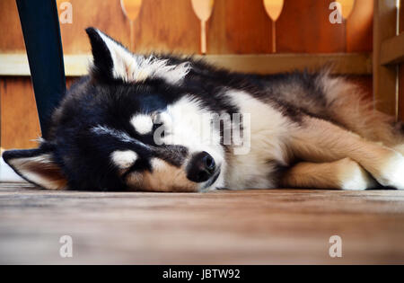 Süße Siberian Husky schlafen auf einem Balkon (Terenten, Südtirol, Italien) Stockfoto