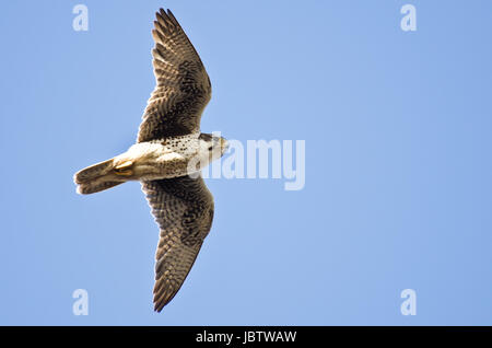 Prairie Falcon Jagd auf dem Flügel Stockfoto