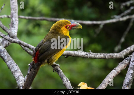 Safran-Toucanet auf einem Ast im Atlantischen Regenwald, Itatiaia, Brasilien Stockfoto