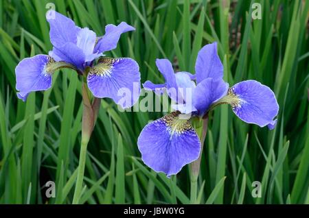 Iris Sibirica Sibirische Schwertlilie oder Flagge Iris Blumen Blume Stockfoto