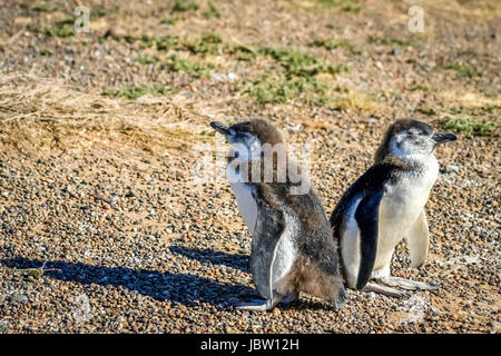 Zwei kleine Magellansche Baby-Pinguine in Punta Tombo in Argentinien Stockfoto